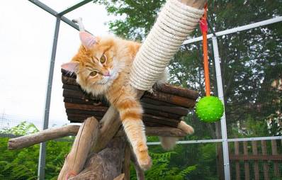 Spielzeug für Katzen