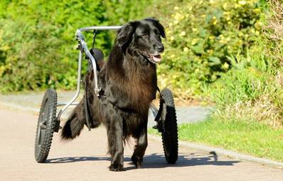 Sportmöglichkeiten für Hunde mit Behinderung