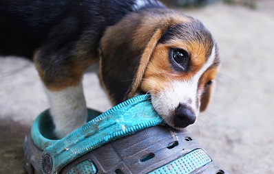 Spulwürmer bei Hund, Katze, Mensch