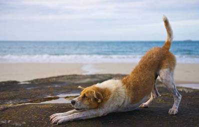 Steht Ihr Vierbeiner auf Doga?