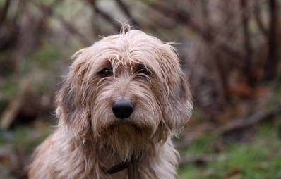 Steirische Rauhhaarbracke