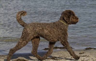 Strand- Serie Teil 1: Beliebte Nordsee Hundestrände