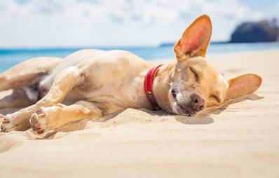 Strandserie Teil 2: Beliebte Ostsee Hundestrände