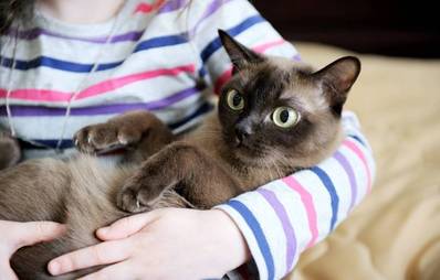 Streicheleinheiten für Katzen