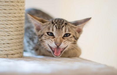 Stress bei Katzen