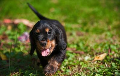 Stubenreinheit bei Hunden