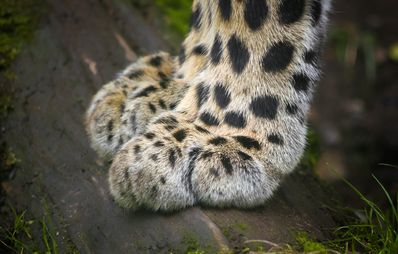 Ekzem Katze Hausmittel Ekzem Katze Hausmittel