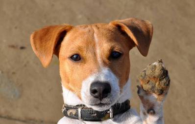 Tag des Hundes Fotowettbewerb