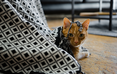 Tierheimkatze: Neues Zuhause