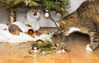 Tierisch weihnachtlich - tierisch gefährlich