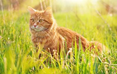 Tierische Sommertipps für Katzen