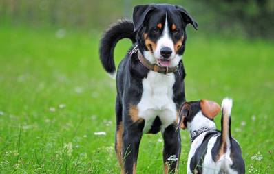 Tierische Veranstaltungstipps im August