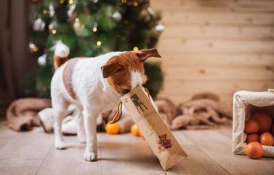 Tierisches Weihnachten: Geschenkideen für Fellnasen