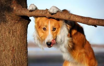 Tolle Bilder auf der Dogumenta