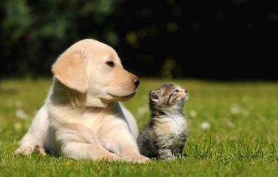 Unsere Top-Tiernamen für Hunde und Katzen