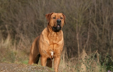 Kräftiger Tosa Inu steht frontal zur Kamera und guckt in die Ferne