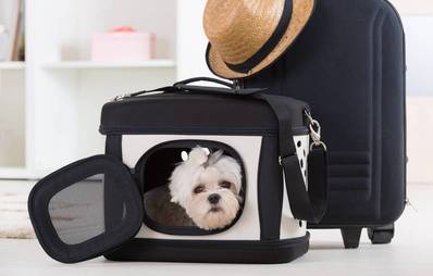 Transport in Hundetasche