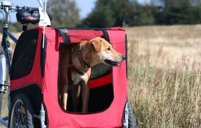 Transportalternative: Hundeanhänger