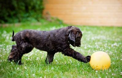 Treibball: Sport für Hunde