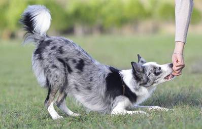 Trickdogging - eingespielte Teamarbeit