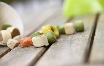 Trocken- oder Nassfutter für Hunde?