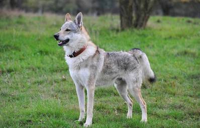Tschechoslowakischer Wolfshund