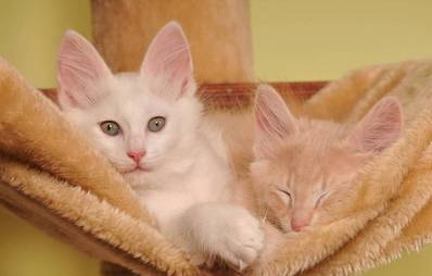 Türkisch Angora Katze