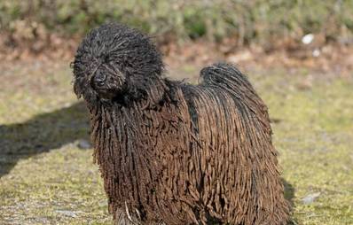 Ungewöhnliche Hunderassen