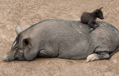 Ungleiche Hausgenossen