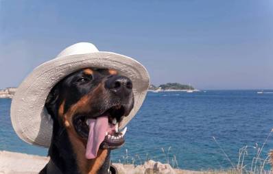 Urlaub mit Hund in Kroatien