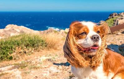 Urlaub mit Hund in Portugal