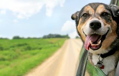 Urlaub mit Hund in Ungarn