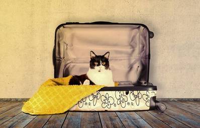 Urlaubszeit: Tipps für die Haustierbetreuung