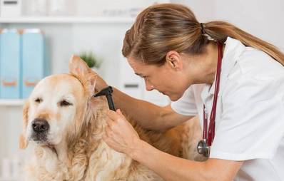 Verdacht auf Hörschaden beim Hund