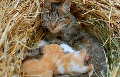 Katzenmutter und ihre Babys