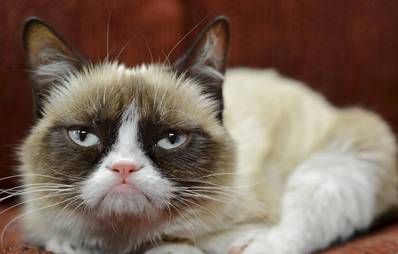 Reichste Katzen der Welt