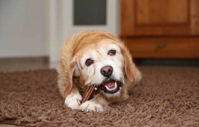 Zähneputzen beim Hund