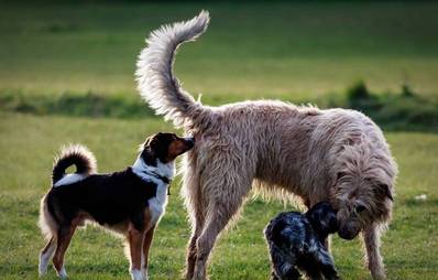 Verträglichkeit mit anderen Hunden