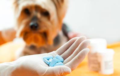 Vitampräparate für Hunde
