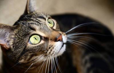 Die Vorgänger unserer Hauskatzen