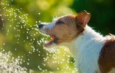 Hitzschlag bei Hunden