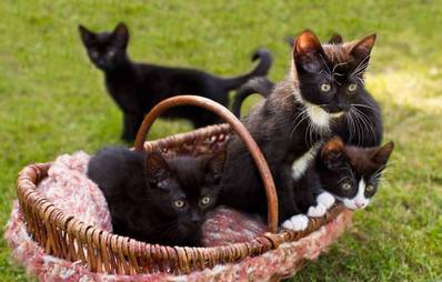 Katzenbabys abgeben: Abgabealter Katzen
