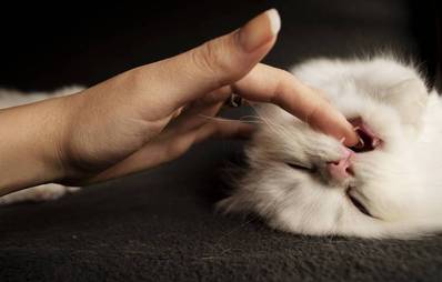 Warum beisst meine Katze?