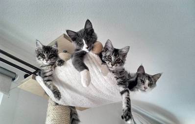 Kratzbäume für Katzen