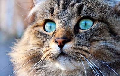 Warum Katzenaugen leuchten