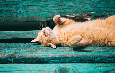 Katzensprache: Rücken rollen