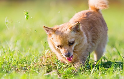 Warum scharren Hunde