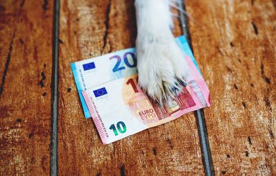 Hundesteuer: Warum & Wofür zahlt man sie?