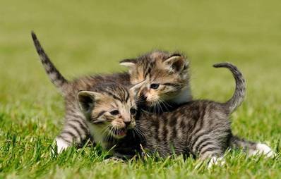 Wild geborene Kitten