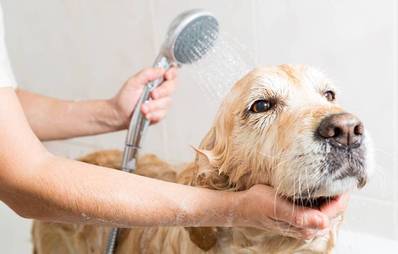Den Hund baden